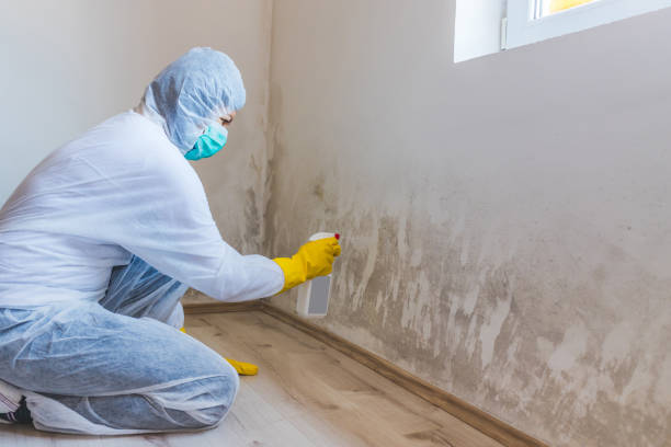 Licensed Black Mold Remediation service in Brentwood, TN - 24 Hour Mold Removal
