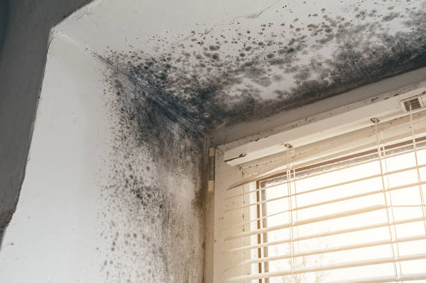 Affordable Black Mold Remediation solutions in Brentwood, TN